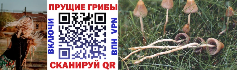 купить   Высоцк  MEGA как войти  Псилоцибиновые грибы Psilocybine cubensis 